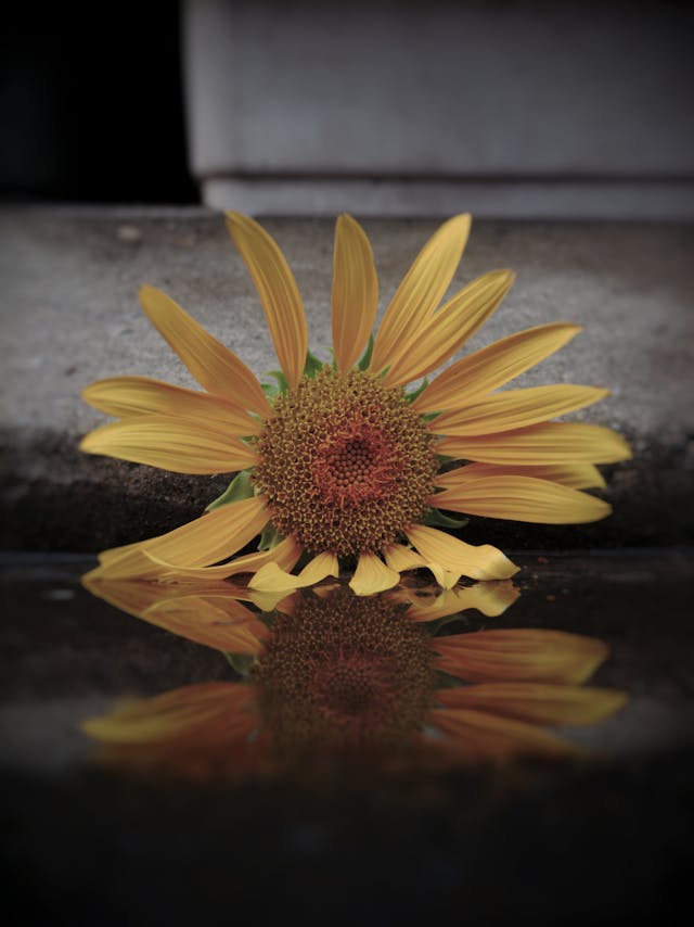 sunflower on pavement